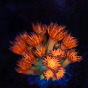 Key Lime Goniopora WYSIWYG - SAQ Coral Farm