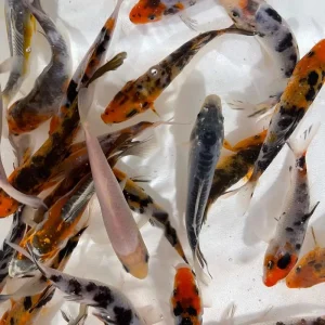 Koi 7-8" (Freshwater) Fish - Chicago
