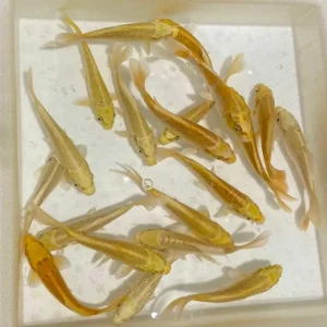 Koi Fancy Ogon Yamabuki 5-6" (Freshwater) Fish - Chicago