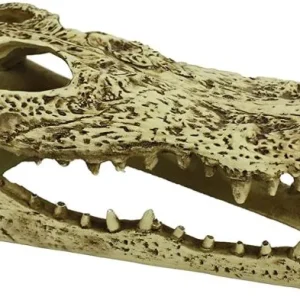 Komodo Alligator Skull Terrarium Decoration