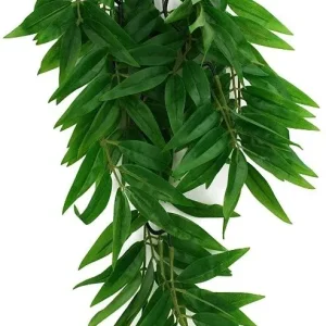 Komodo Bamboo Hanging Vine Terrarium Plant