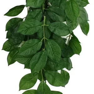 Komodo Grean Leaf Hanging Vine Terrarium Plant
