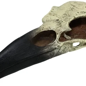 Komodo Raven Skull Terrarium Decoration