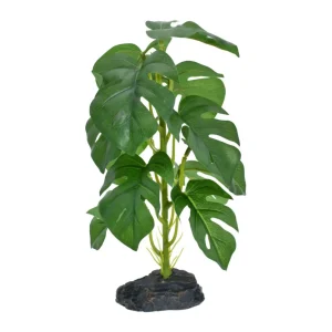 Komodo Standing Monstera Plant, 10 in