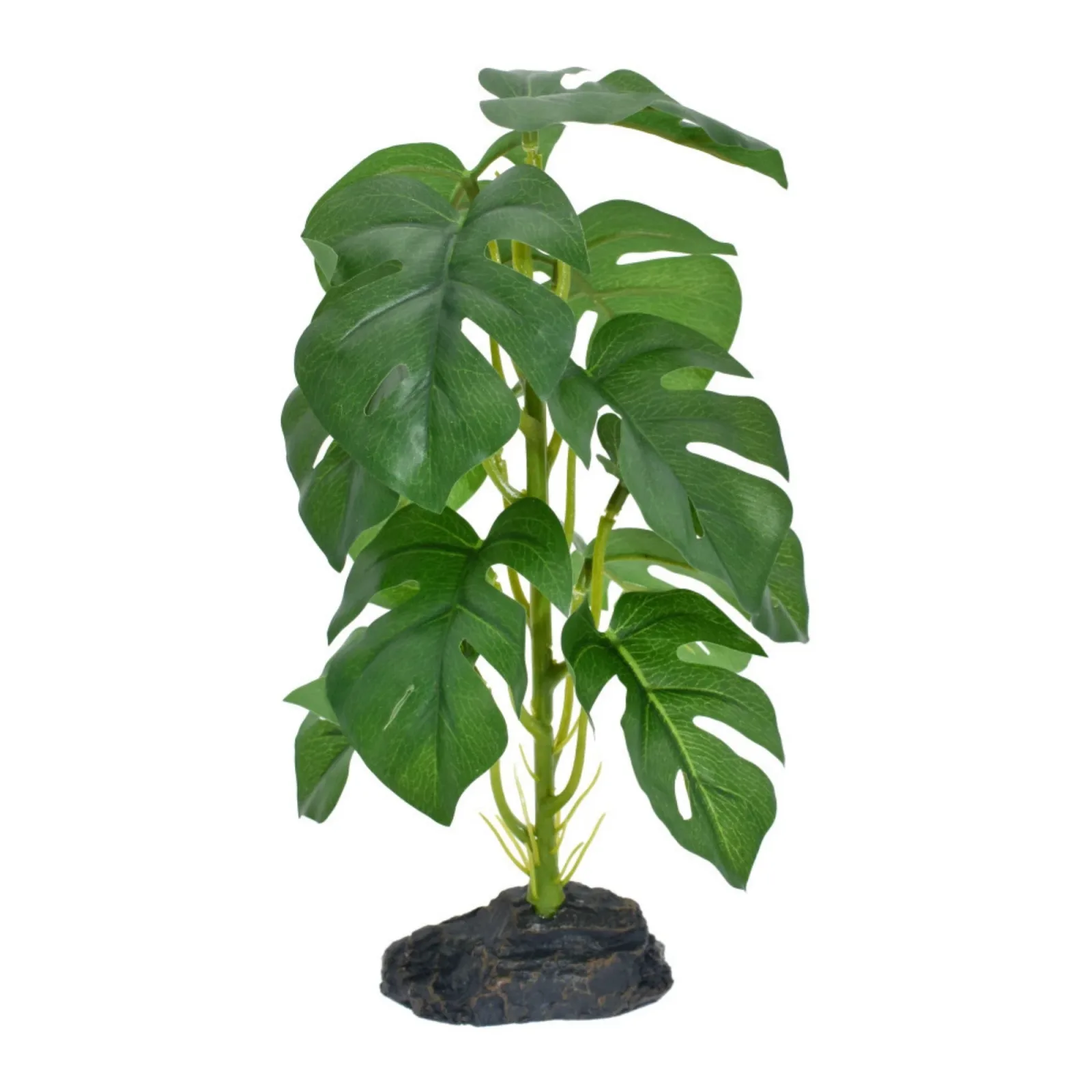 Komodo Standing Monstera Plant, 10 in