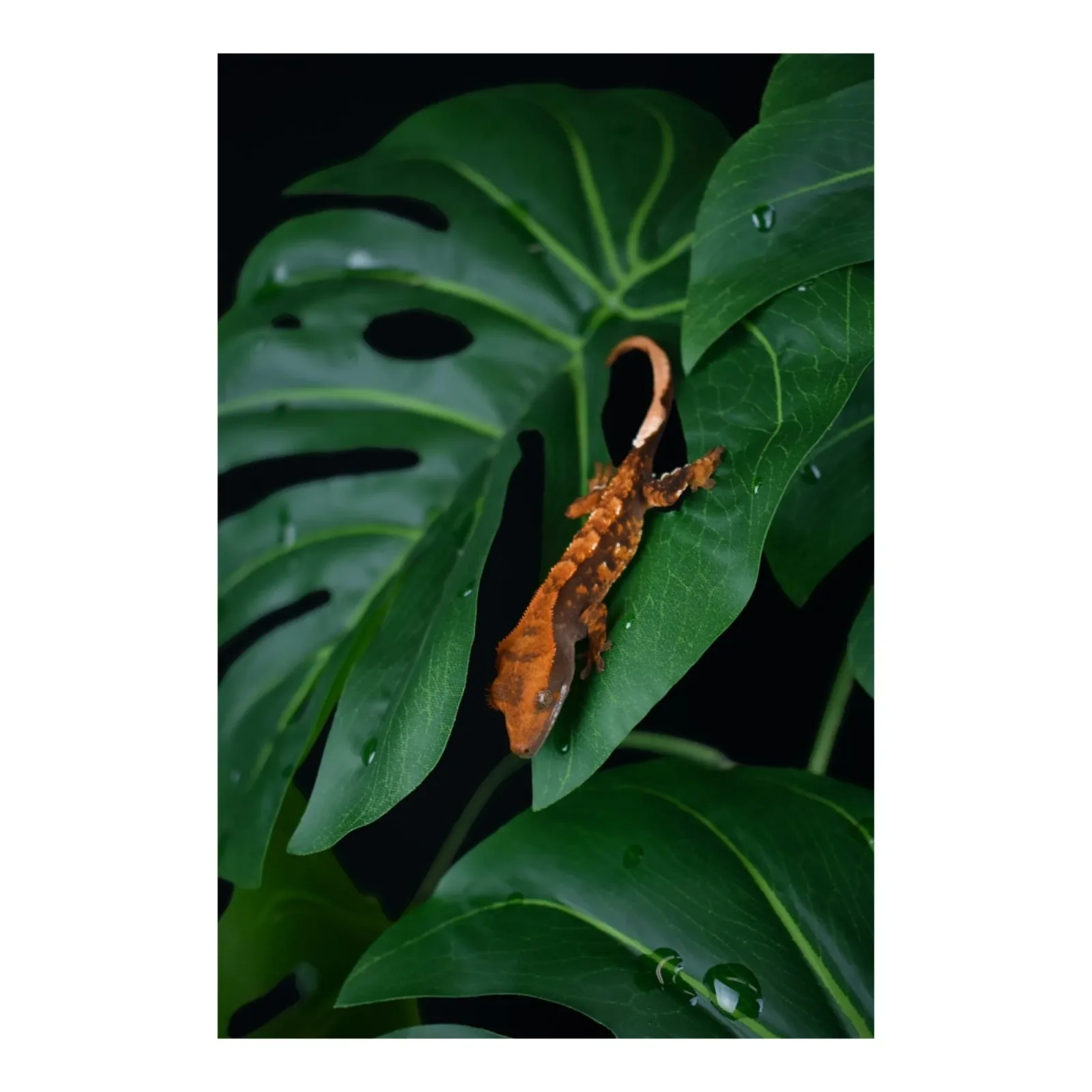 Komodo Standing Plant Monstera Leaf, 18 in - Image 2