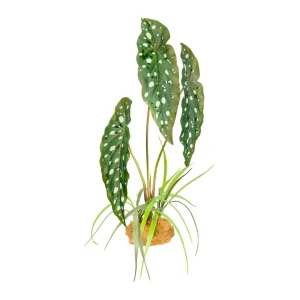 Komodo Standing Plant Spotted Begonia, 18 in