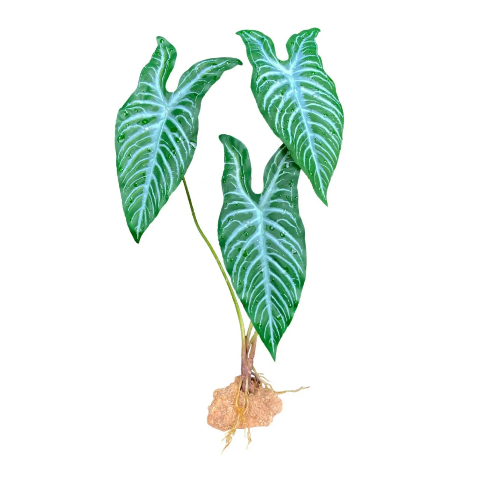 Komodo Standing Plant White Vein, 18 in