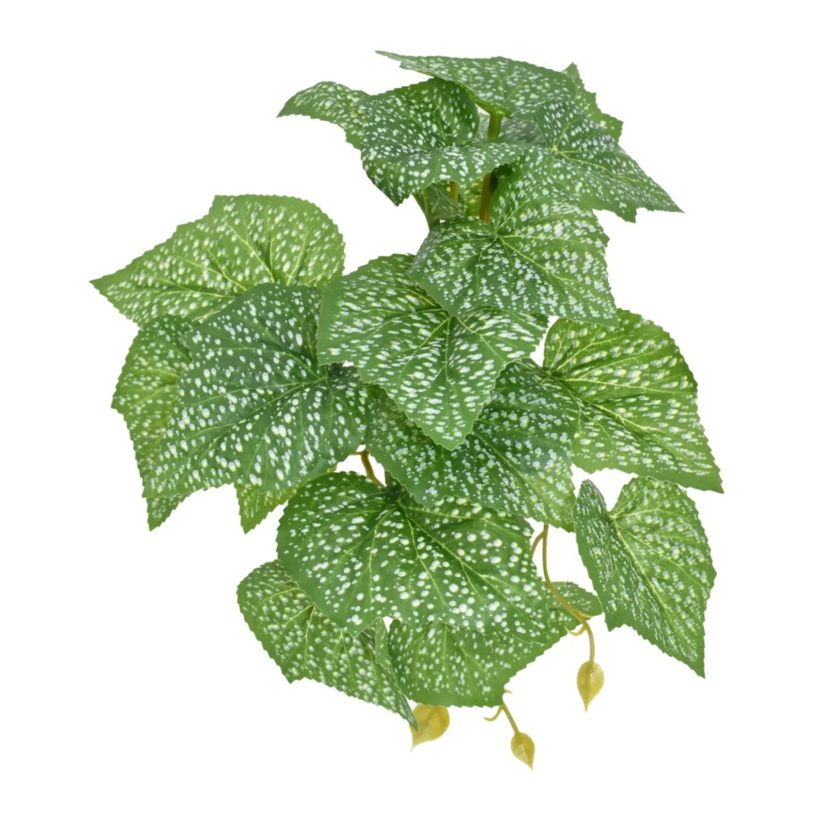 Komodo Standing Spotted Pothos Plant, 5 in