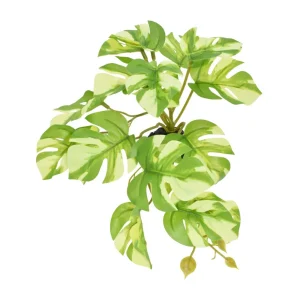Komodo Standing Varigated Monstera Plant, 5 in
