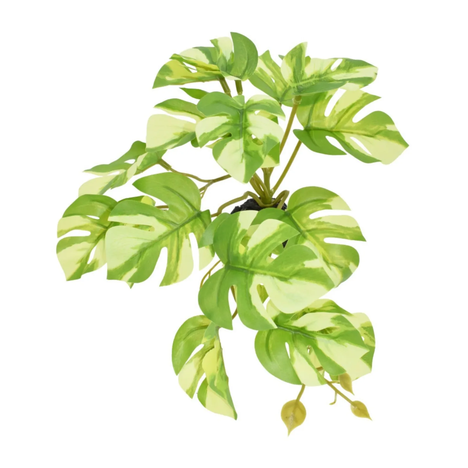 Komodo Standing Varigated Monstera Plant, 5 in