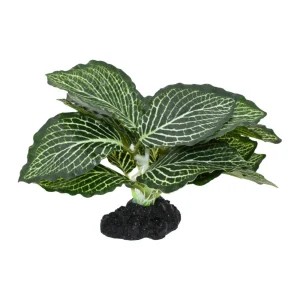 Komodo Standing Vein Plant, 4 in