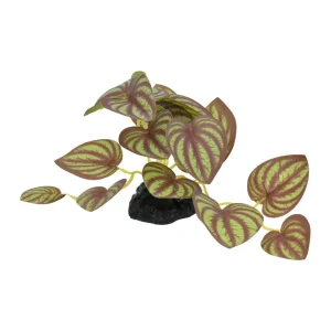 Komodo Standing Zebrina Plant, 3.5 in, Small