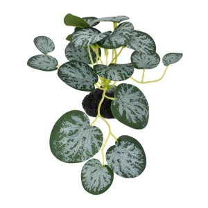 Komodo String Of Hearts Plant, 3.5 in, Small