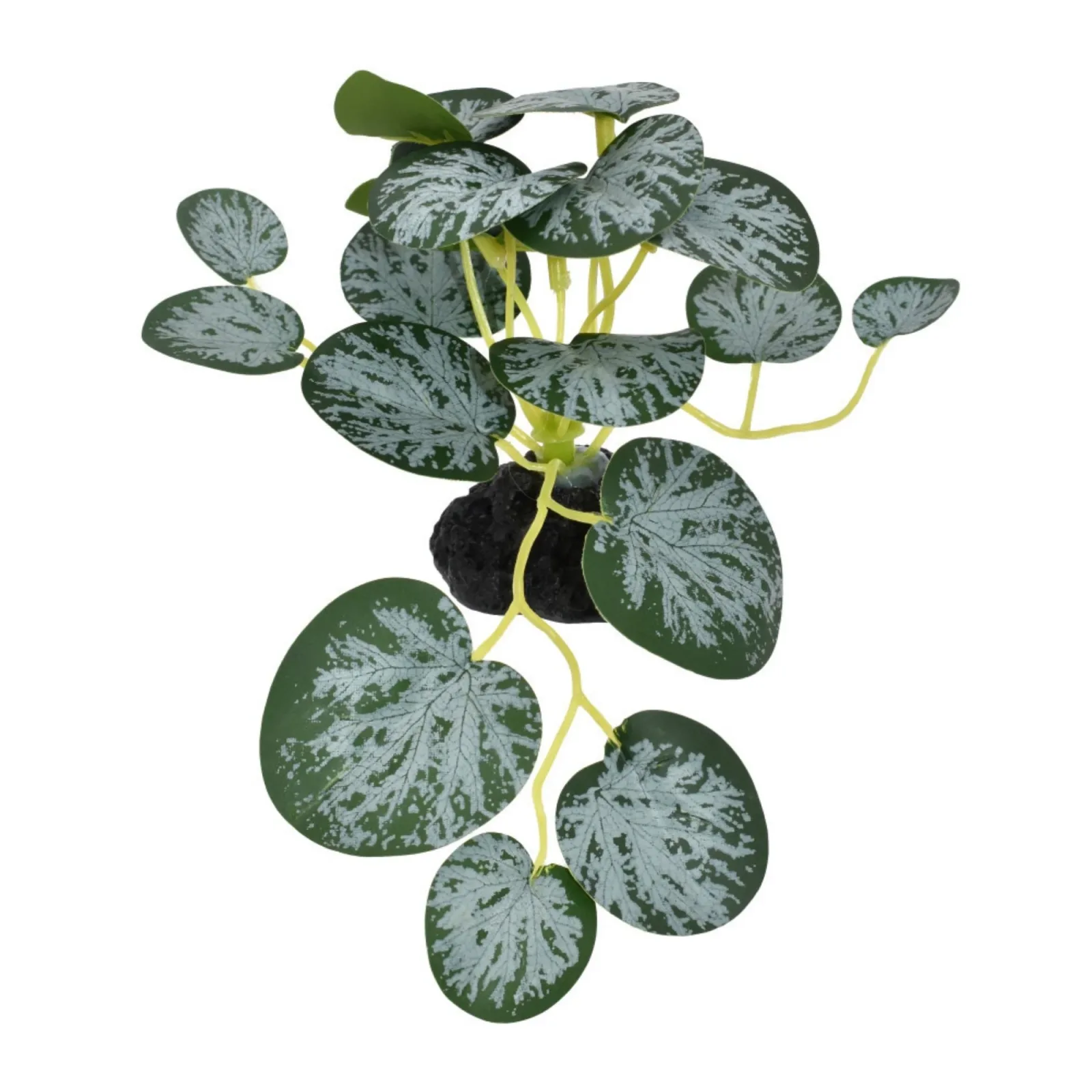 Komodo String Of Hearts Plant, 3.5 in, Small