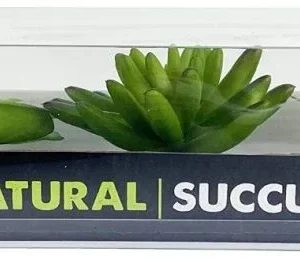 Komodo Succulent Plant Habitat Ornaments