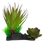 Komodo Succulent Plant - Terrarium Decor, 2 Plants on One Base - Image 2