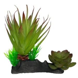 Komodo Succulent Plant - Terrarium Decor, 2 Plants on One Base