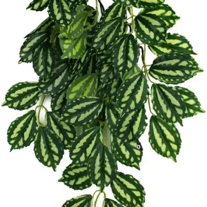 Komodo Two-Tone Hanging Vine Terrarium Plant