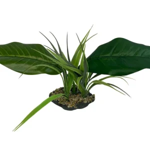 Komodo Woodland Canopy Plant 42 cm