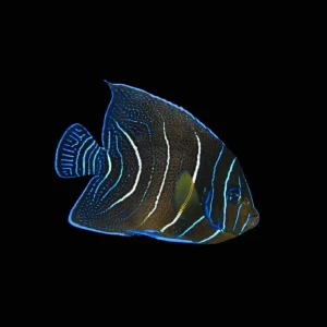 Koran Angelfish Juvenile Large (Pomacanthus Semicirculatus) - SAQ Chicago Fish