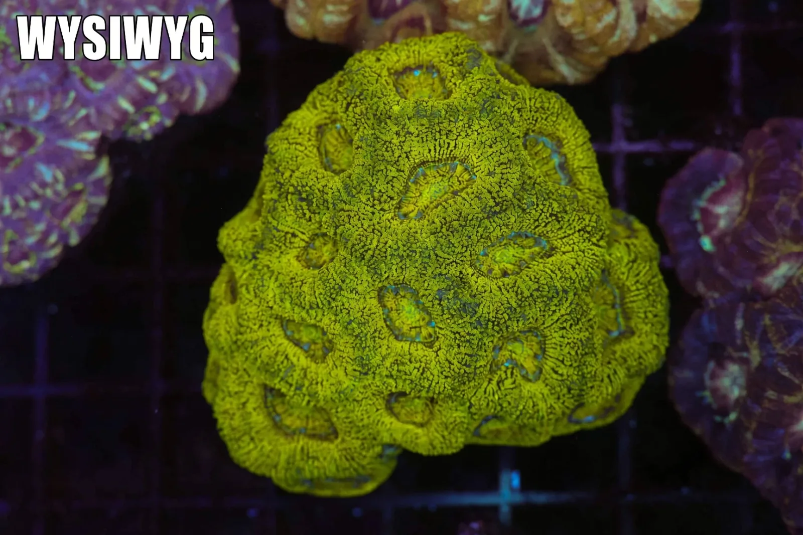 Kryptonite Asian Acan Colony WYSIWYG - SAQ Coral Farm