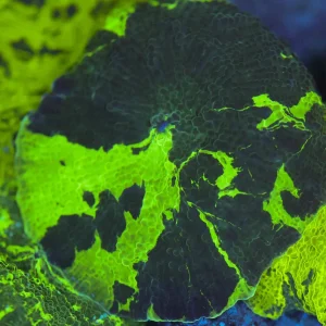 Kryptonite Jawbreaker Disco Mushroom WYSIWYG - SAQ Coral Farm