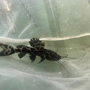 L-47 Mango Pleco