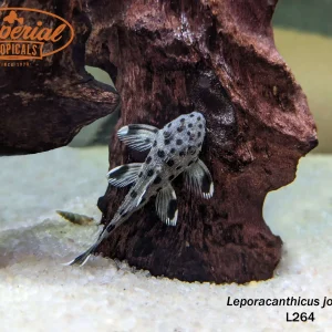 L264 Sultan Pleco