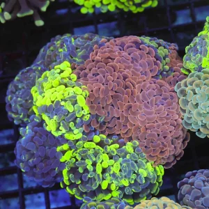 Large Hammer Garden Colony WYSIWYG - SAQ Coral Farm
