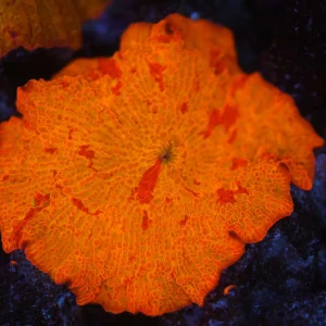 Large Magma Jawbreaker WYSIWYG - SAQ Coral Farm