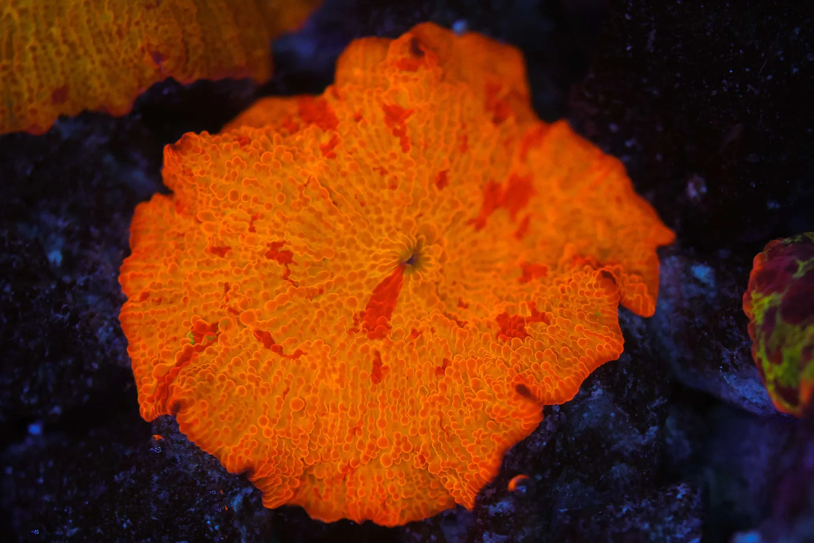 Large Magma Jawbreaker WYSIWYG - SAQ Coral Farm