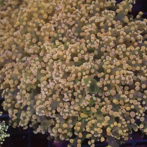 Large Orange Frogspawn Colony WYSIWYG - SAQ Coral Farm