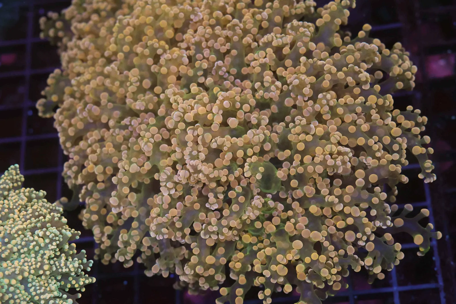 Large Orange Frogspawn Colony WYSIWYG - SAQ Coral Farm