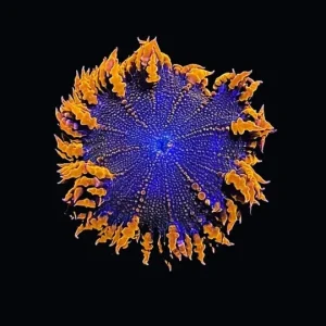 Large Orange Rock Flower Anemone Coral (3" to 5") - SAQ Coral Farm