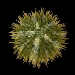 Large Pincushion Sea Urchin (Lytechinus sp.) - Cleanup Crew