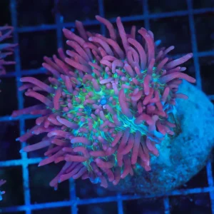 Large Purple Hairy Mushroom WYSIWYG - SAQ Coral Farm