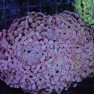 Large Purple Hammer Colony WYSIWYG - SAQ Coral Farm