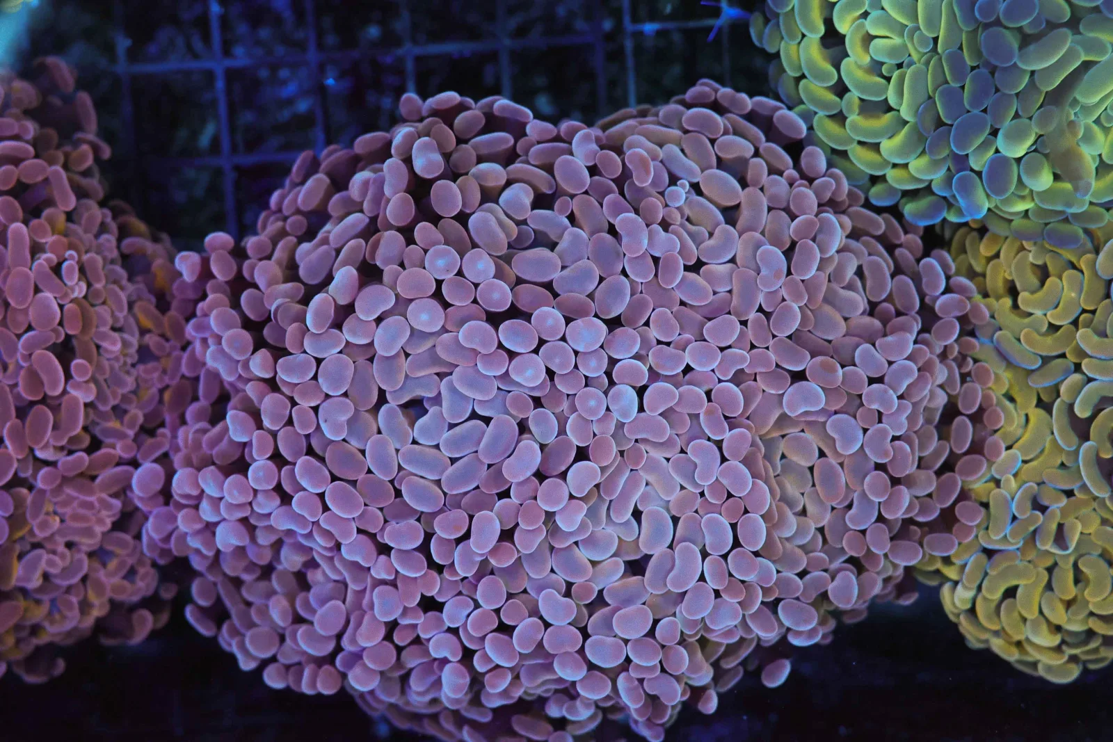 Large Purple Hammer Colony WYSIWYG - SAQ Coral Farm