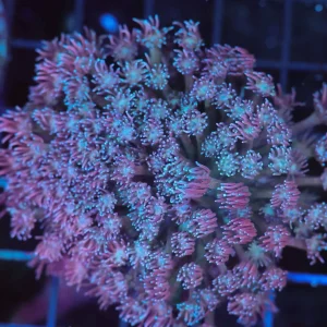 Lavender Goniopora Colony WYSIWYG - SAQ Coral Farm