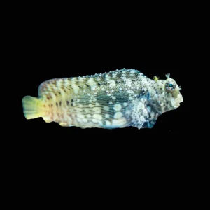 Lawnmower Blenny (Salarias Fasciatus) - SAQ Chicago Fish