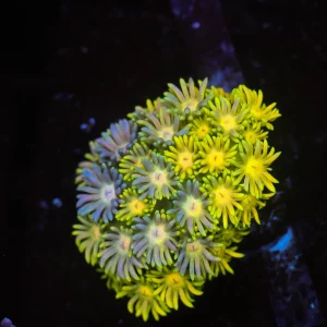 Lemon Lime Goniopora WYSIWYG - SAQ Coral Farm