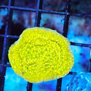 Lemonade Montipora Coral (3/4" - 1") - SAQ Coral Farm