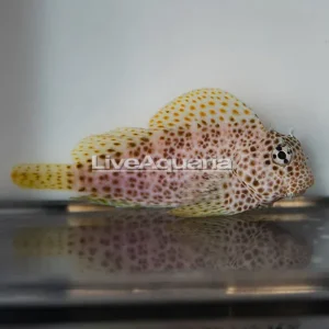 Leopard Blenny - EXPERT ONLY