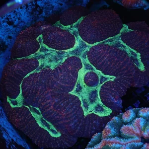 LG Alien Swamp Symphyllia Coral Colony WYSIWYG - SAQ Coral Farm
