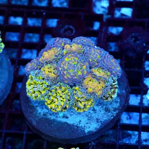 LG Hammer Garden Coral Colony WYSIWYG - SAQ Coral Farm