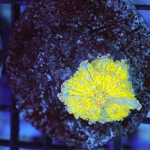 Lightning Ricordea Mushroom WYSIWYG - SAQ Coral Farm