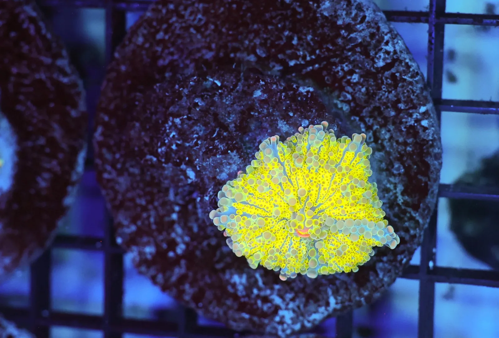 Lightning Ricordea Mushroom WYSIWYG - SAQ Coral Farm