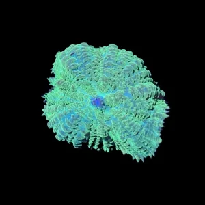 Lime Rhodactis Mushroom Coral - SAQ Coral Farm
