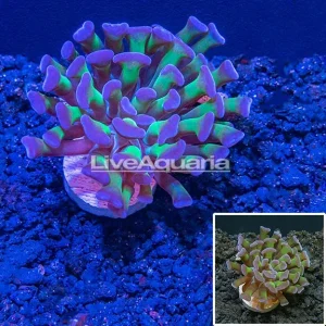 LiveAquaria® CCGC Aquacultured Bicolor Hammer Coral